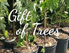 Photo of potted trees behind Gift of Trees logo