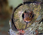 Chipmunk