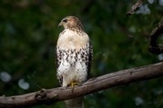 Adult Red-Tailed Hawk in tree