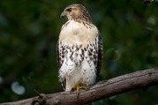 Adult Red-Tailed Hawk in tree