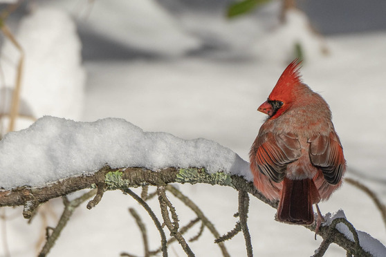 winter cardinal