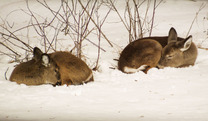 did the groundhog see its shadow on groundhog day