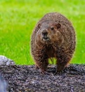 Groundhog