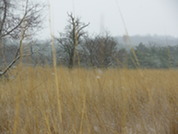 Winter trees on the Serpentine Barren landscape