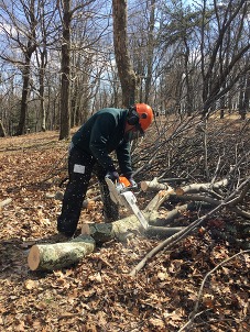 A ranger chainsawing a tree