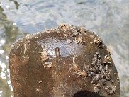 Photo of small insects