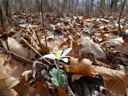 Photo of flower emerging from among dead leaves