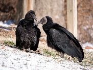 Photo of two large birds