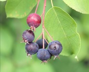 Photo of berries