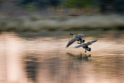 Photo of geese in flight