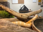 Corn Snake