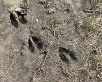 deer tracks