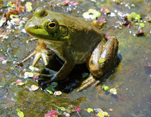 bullfrog