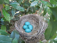 nest