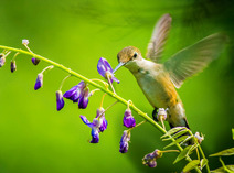 hummingbird