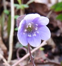 hepatica