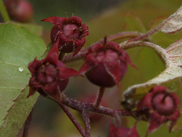 MET_DNRartSerBerry_METapr25