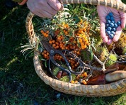 Man gathering berries in a basket