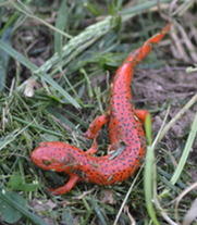 Salamander