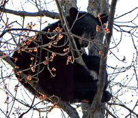 Black Bear