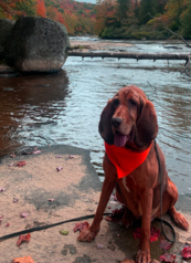 Rosey the Bloodhound