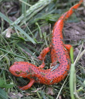 Salamander