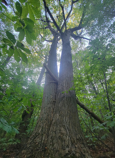 Big Tree at Elk Neck