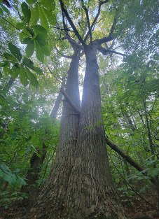 Big Tree at Elk Neck