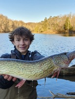 Chain Pickerel