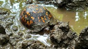 An Eastern box turtle cools off in the water, by Rebecca Bailey, 2023 DNR Photo Contest