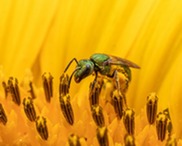Green Sweat Bee by Alex Andes-Gascon, DNR Photo Contest 2019