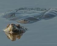 Snapping Turtle by Reinhardt Sahmel