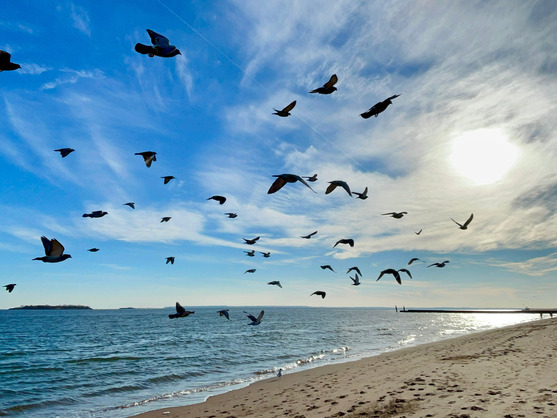 Scenic Landscapes Birds On The Beach by Stacy Liu
