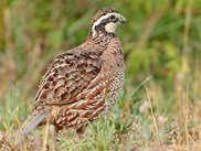 MET_DNRquailpic_METsept25