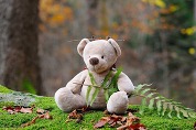teddy bear in woods