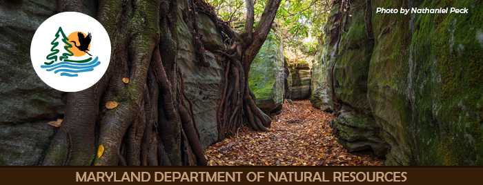 Autumn leaves on the ground