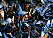 Shark teeth that were collected