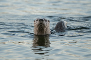 Otter in the water