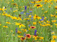 MET_flwrmeadow0947_METoct25