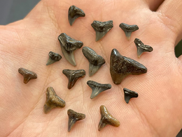 MET_DNRteeth_METoct25