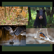 Four different wildlife scenes - fox, bear, heron, bluebird