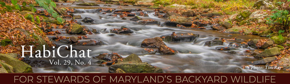 Photo of stream in fall