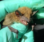 Bat being held by gloved hand