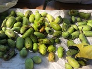 Fruit that was gathered
