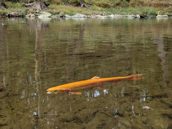 trout in stream
