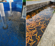 trout fry in tanks and trout in outdoor area