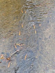 trout in stream
