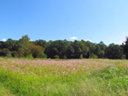 MET_CE0149flowerfield_METnov25