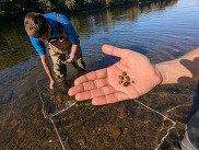 Scientists working in stream, one holding up a handful of small mussels