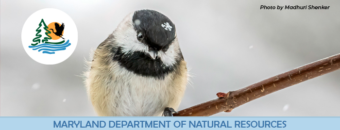 Bird with a snowflake on its head